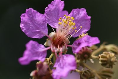 Close-up of flowers blooming outdoors