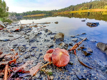 Dry leaf on rock by lake in forest against sky