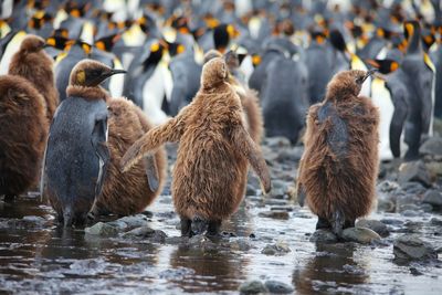 Penguins on shore