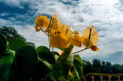 Close-up of yellow flowers against sky