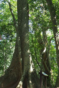 Low angle view of trees in forest