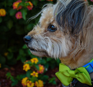 Close-up of dog