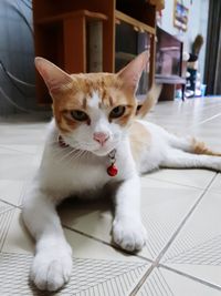 Close-up portrait of cat sitting