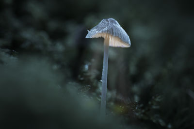 Close-up of mushroom growing on field