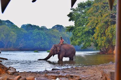 Man riding elephant in river