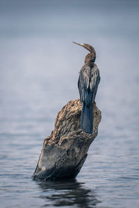 Bird perching on rock