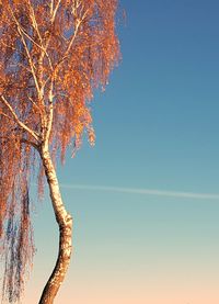 Low angle view of tree against clear sky