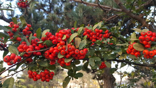 Close-up of red berries on tree