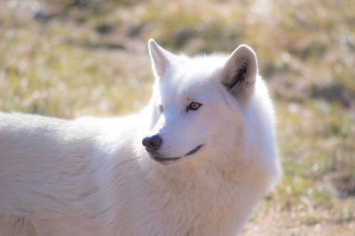 Close-up portrait of white dog