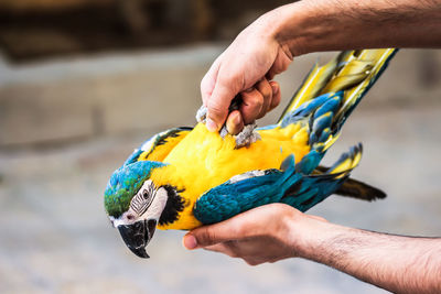 Close-up of a hand holding bird