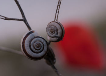 Close-up of snail