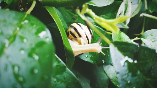 Close-up of snail on plant