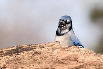 Bluejay perched