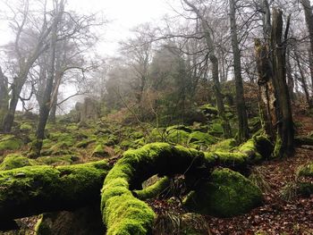 Scenic view of forest