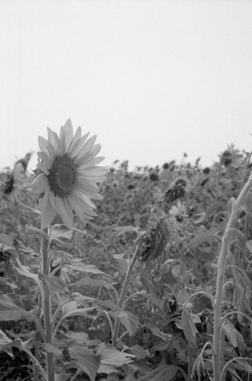 plant, black and white, flower, growth, flowering plant, monochrome photography, beauty in nature, nature, monochrome, freshness, field, land, flower head, fragility, inflorescence, petal, no people, sky, close-up, day, tranquility, landscape, grass, outdoors, black, sunflower, white, clear sky, soil, botany, environment