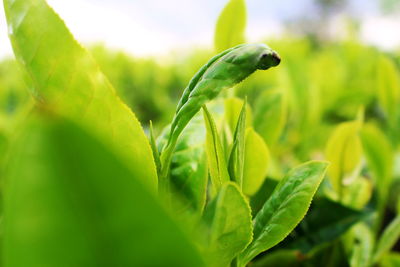 Close-up of fresh green leaves on plant in field