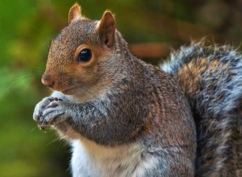 Close-up of squirrel