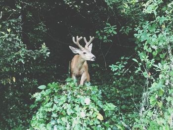 Deer in a forest