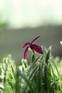 Close-up of flower