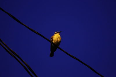 Low angle view of bird perching against clear blue sky