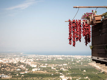 Aerial view of red flower hanging on building in city against sky
