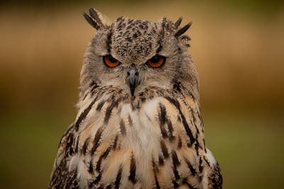 Eagle owl looking at the camera