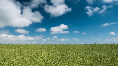 Scenic view of wheat field against sky