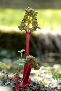 Close-up of flower on plant