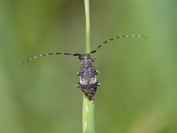 Close-up of insect on leaf