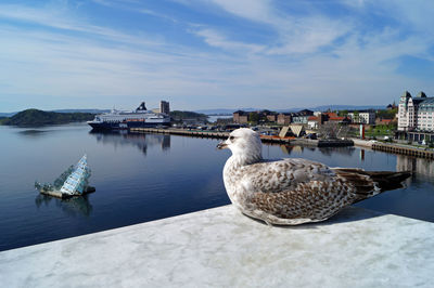 Seagull perching on a boat in sea