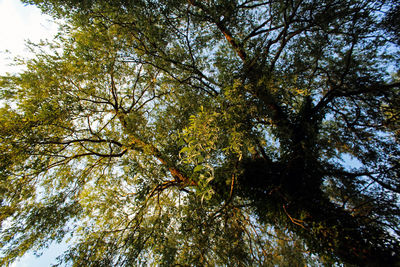 Low angle view of trees in forest