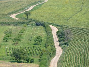 High angle view of agricultural field