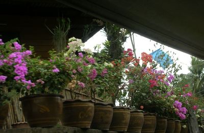 Potted plants in pot