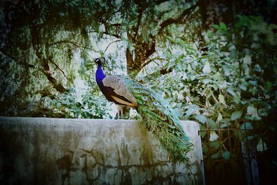 Close-up of bird perching on tree
