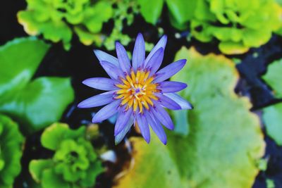 Close-up of purple flowering plant