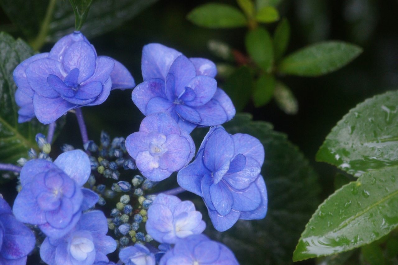 flower, freshness, petal, purple, fragility, flower head, growth, beauty in nature, close-up, plant, blooming, hydrangea, nature, focus on foreground, leaf, in bloom, park - man made space, drop, outdoors, no people