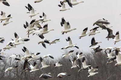 Low angle view of birds flying in the sky