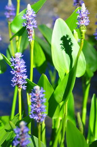 Close-up of purple flowers