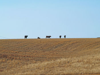 Scenic view of agricultural field against clear blue sky