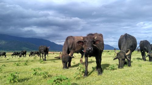 Cows grazing on field against sky