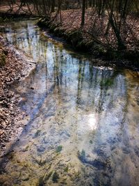 Reflection of trees in water