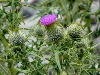 Close-up of thistle flowers