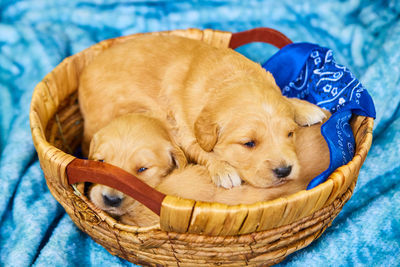 Close-up of puppy sleeping on basket