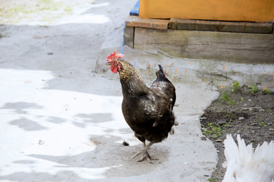 Close-up of rooster