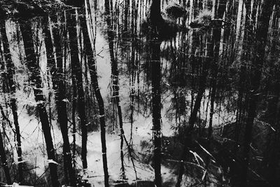 Reflection of trees in lake against sky