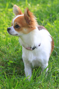 Dog looking away on grass