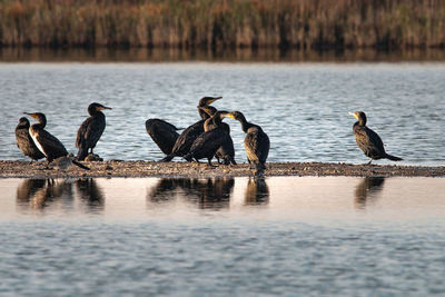 Birds perching on a lake