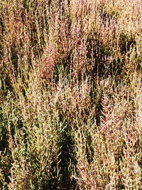 Full frame shot of plants growing on field