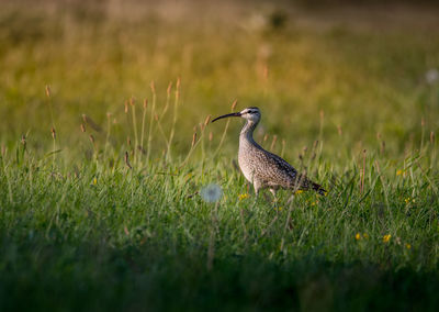 Close-up of bird perching on grass