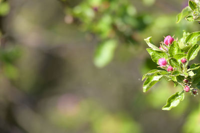 Close-up of pink flowering plant